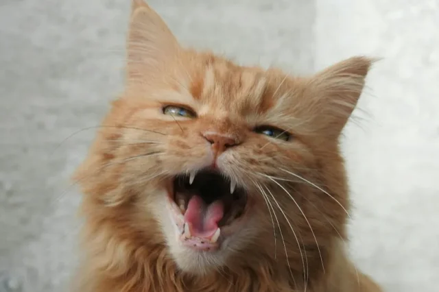 „Nijemo mjaukanje“ kod mačaka: šta znači kada vaša mačka želi mjaukati, ali ne može