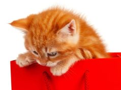 Preporuke veterinara: Najbolji period odvajanja mačića od majke Preporuke veterinara: Najbolji period odvajanja mačića od majke