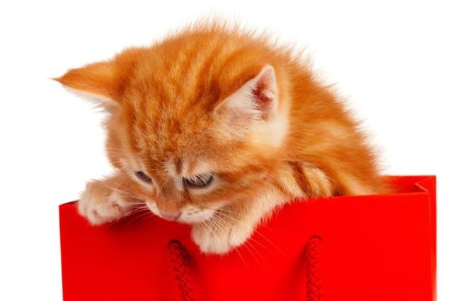 Preporuke veterinara: Najbolji period odvajanja mačića od majke