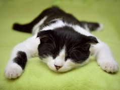 Ako mačka plače dok vrši veliku nuždu to može biti prvi znak da je progutala ove parazite