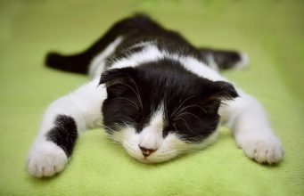 Ako mačka plače dok vrši veliku nuždu to može biti prvi znak da je progutala ove parazite