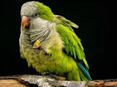 Važnost preventivnih pregleda ptice: Ovaj ljubimac prekriva bolest… Važnost preventivnih pregleda ptice: Ovaj ljubimac prekriva bolest...