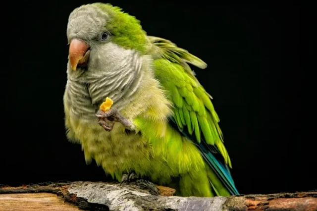 Važnost preventivnih pregleda ptice: Ovaj ljubimac prekriva bolest...