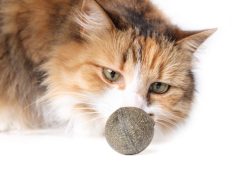 Pet najboljih igračaka za starije mačke Pet najboljih igračaka za starije mačke