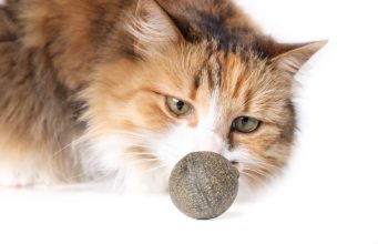 Pet najboljih igračaka za starije mačke Pet najboljih igračaka za starije mačke