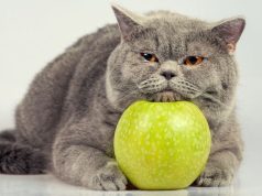 Jabuka u ishrani mačke – Kada i kako voće može biti prilog, a ne osnovni obrok Jabuka u ishrani mačke - Kada i kako voće može biti prilog, a ne osnovni obrok