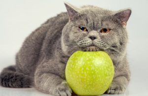 Jabuka u ishrani mačke – Kada i kako voće može biti prilog, a ne osnovni obrok Jabuka u ishrani mačke - Kada i kako voće može biti prilog, a ne osnovni obrok