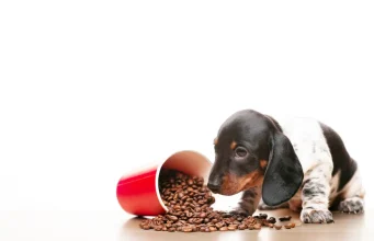 Pet prirodnih dezodoransa koje svaki vlasnik psa treba da ima Pet prirodnih dezodoransa koje svaki vlasnik psa treba da ima