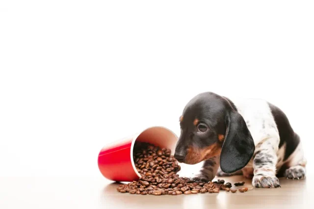 Pet prirodnih dezodoransa koje svaki vlasnik psa treba da ima