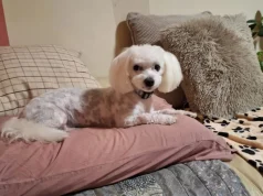 Crne tačke, mrlje i fleke na koži pasa – šta označavaju i kada treba reagovati