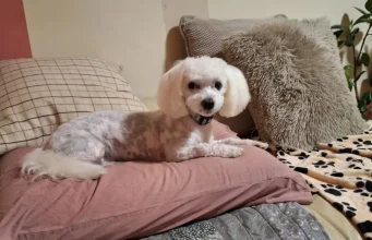 Crne tačke, mrlje i fleke na koži pasa – šta označavaju i kada treba reagovati