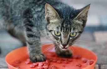 Pravilna ishrana mačke i esencijalni nutrijenti