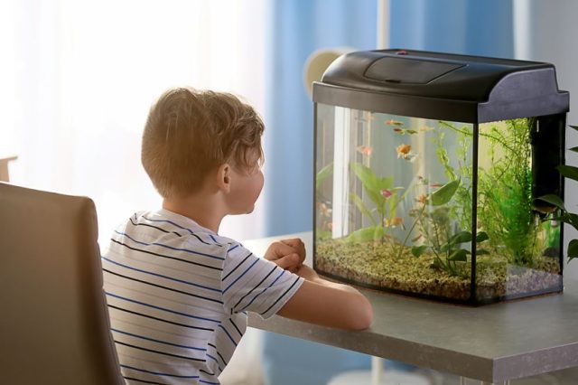 Sindrom novog akvarijuma - šta je i kako ga spriječiti