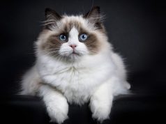 Pet rasa mačaka sa najmekšim krznom