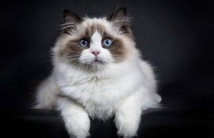 Pet rasa mačaka sa najmekšim krznom