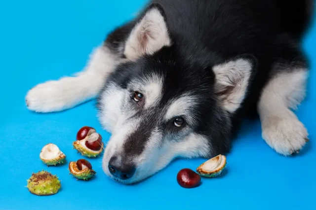 Koliko je plod "divlji" kesten opasan za pse