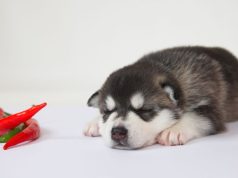 Šta se dešava kada pas pojede ljutu ili začinjenu hranu Šta se dešava kada pas pojede ljutu ili začinjenu hranu