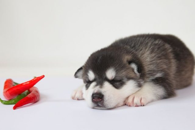 Šta se dešava kada pas pojede ljutu ili začinjenu hranu