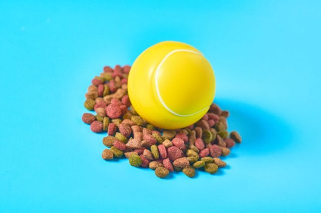 Tri načina koji će spriječiti nadimanje i gasove kod vašeg psa