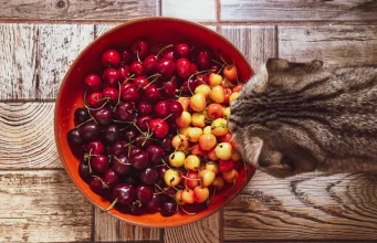 Mačke i grožđe: zašto je čak jedan plod potencijalno opasan