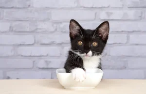 Zašto mačke pokrivaju ili “zakopavaju” hranu?