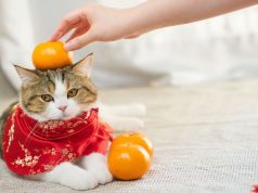 Novi trik za sprječavanje penjanja mačke na namještaj Novi trik za sprječavanje penjanja mačke na namještaj