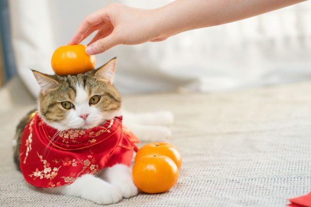 Novi trik za sprječavanje penjanja mačke na namještaj