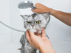 Kada je mački potrebna pomoć u kupanju i koliko često treba da se kupa Kada je mački potrebna pomoć u kupanju i koliko često treba da se kupa