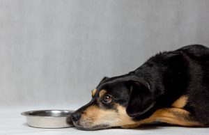 Kako hraniti starijeg psa koji ima malo zuba ili ih uopšte nema Kako hraniti starijeg psa koji ima malo zuba ili ih uopšte nema