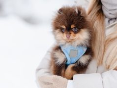 Šta ne treba da radite prilikom zimske njege psa Šta ne treba da radite prilikom zimske nege psa