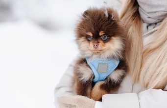 Šta ne treba da radite prilikom zimske njege psa Šta ne treba da radite prilikom zimske nege psa