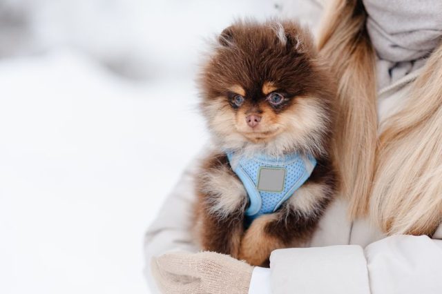 Šta ne treba da radite prilikom zimske nege psa