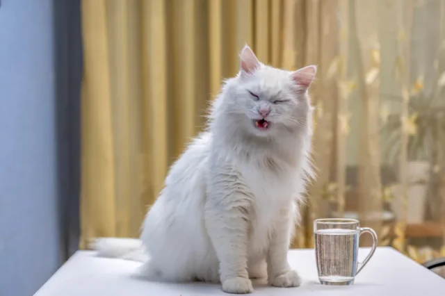 Koje tečnosti osim vode mačka smije da pije