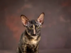 Znate li šta je mogi mačka: Njeno ime nam je gotovo potpuno nepoznato, iako je najbrojnija na našoj planeti Znate li šta je mogi mačka: Njeno ime nam je gotovo potpuno nepoznato, iako je najbrojnija na našoj planeti