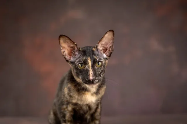 shutterstock2673980709-830x553 (1) Znate li šta je mogi mačka: Njeno ime nam je gotovo potpuno nepoznato, iako je najbrojnija na našoj planeti