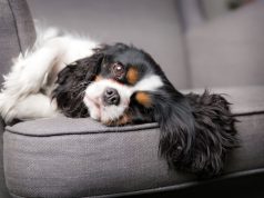 Sedam najtiših malih rasa pasa Sedam najtiših malih rasa pasa