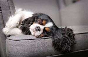 Sedam najtiših malih rasa pasa Sedam najtiših malih rasa pasa