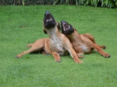 Da li psi umeju da se smiju: Oni na 5 načina “namještaju” osmijeh, zbog jednog pogledajte i njihove repove