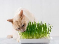 Zašto mačke grickaju travu i šta to otkriva o njihovom zdravlju Zašto mačke grickaju travu i šta to otkriva o njihovom zdravlju