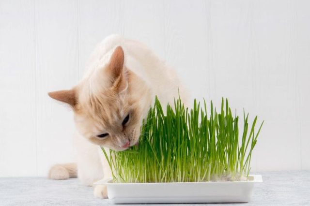 Zašto mačke grickaju travu i šta to otkriva o njihovom zdravlju