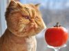 Može li mačka da jede paradajz? U jednoj varijanti ovo povrće izaziva ozbiljne zdravstvene tegobe