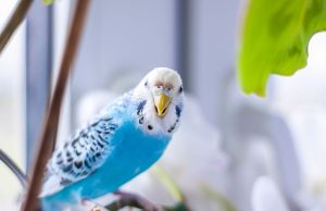 Kako ptica u stanu bezbjedno prebrodi zimu i ostane zdrava Kako ptica u stanu bezbjedno prebrodi zimu i ostane zdrava