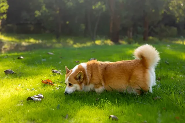 shutterstock2230161337-830x553 Zašto se pas vrti dok traži mjesto da obavi veliku nuždu