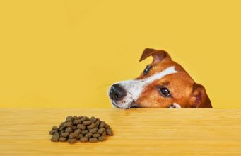 Svi znamo za probiotik, a jeste li čuli za “prebiotik” i kako utiče na dlaku i kožu psa Svi znamo za probiotik, a jeste li čuli za "prebiotik" i kako utiče na dlaku i kožu psa