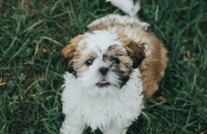 6 pasmina pasa koje su idealne za introverte, prema trenerima pasa 6 pasmina pasa koje su idealne za introverte, prema trenerima pasa