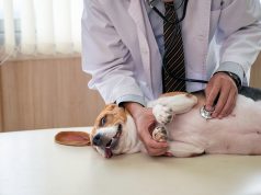 Kako prepoznati prve znakove bolesti kod pasa Kako prepoznati prve znakove bolesti kod pasa