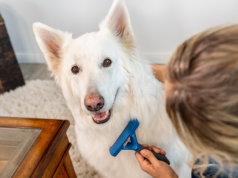 Njega dlake pasa: kako održavati krzno zdravim i bez problema Njega dlake pasa: kako održavati krzno zdravim i bez problema