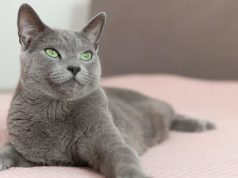 Zdravlje mačaka kroz životne faze: od mačeta do starije mačke Zdravlje mačaka kroz životne faze: od mačeta do starije mačke