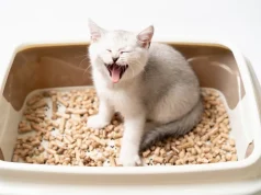 Koliko često treba mijenjati posip za mačku: Kompletan vodič za higijenu i zdravlje ljubimca Koliko često treba mijenjati posip za mačku: Kompletan vodič za higijenu i zdravlje ljubimca